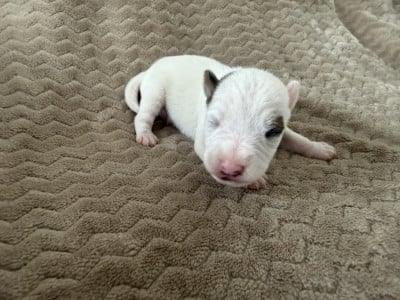 Les chiots de Parson Russell Terrier