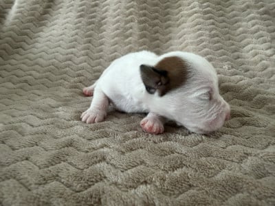 Les chiots de Parson Russell Terrier