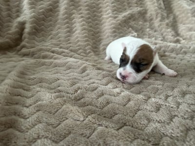 Les chiots de Parson Russell Terrier