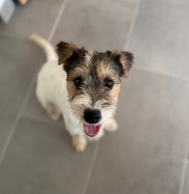 Les chiots de Parson Russell Terrier