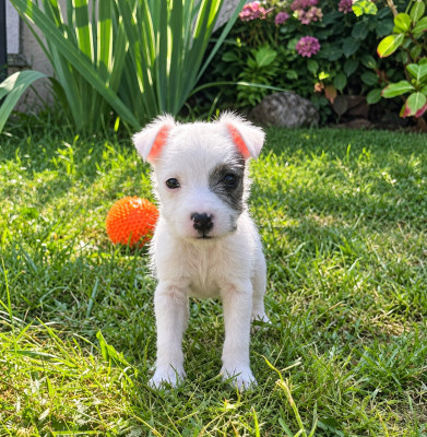 Les chiots de Parson Russell Terrier