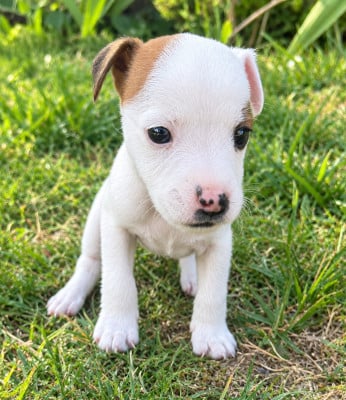 Les chiots de Parson Russell Terrier