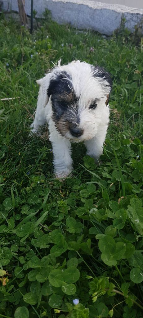 CHIOT 3 - Parson Russell Terrier