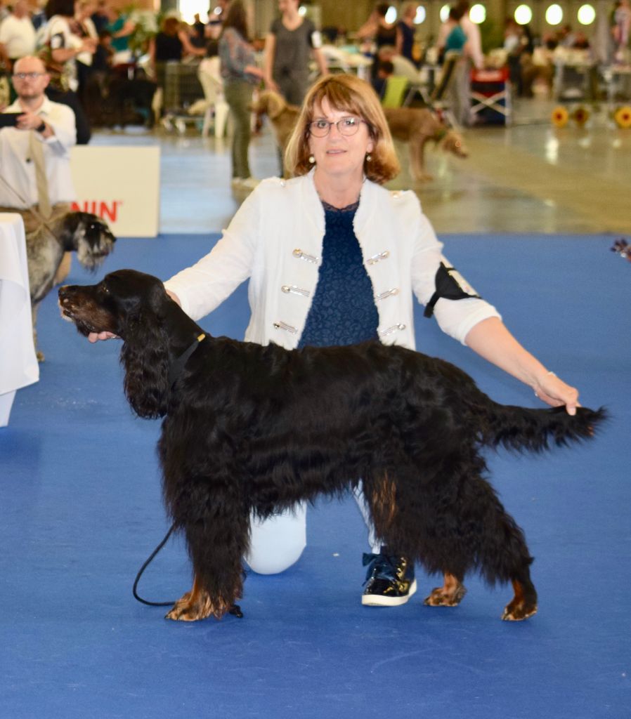 CH. Diva de cinq a sept - BOB VETERAN - Vétéran Latin Winner 2019 - 1er EXC CV