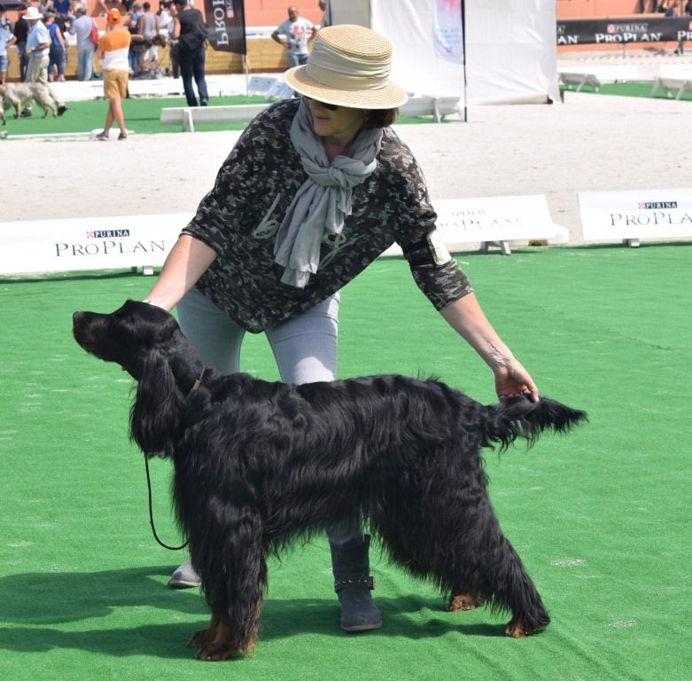 CH. Diva de cinq a sept - 1er EXC - Meilleur Vétéran