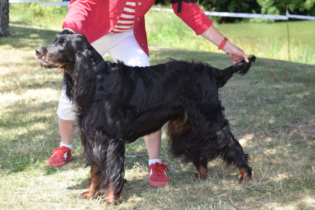 CH. Diva de cinq a sept - BOB VETERAN - 1er EXC CV