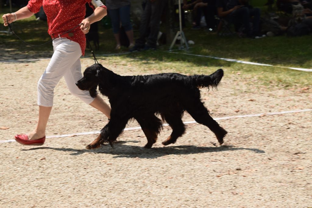 CH. Diva de cinq a sept - 2ème EXC Classe Vétéran