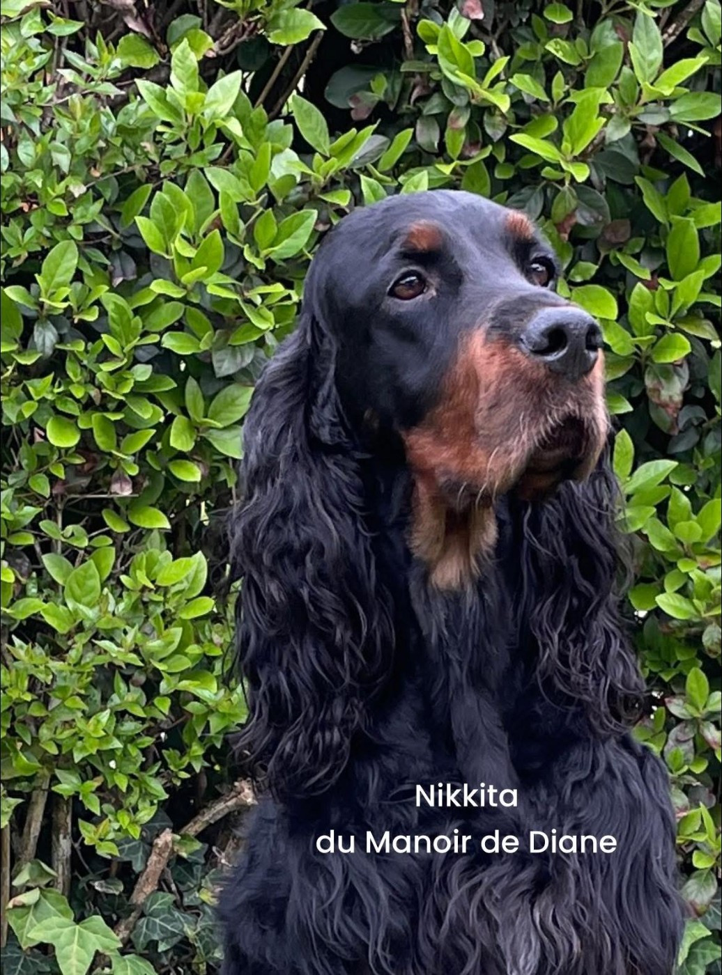 TR. CH. Nikkita Du Manoir De Diane - BOB V - CACIB V - 1er EXC Classe Vétéran