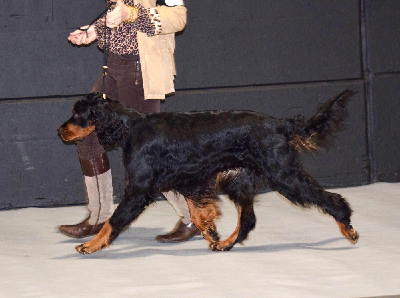 TR. CH. Tiffany Du Manoir De Diane - 1er TB Classe Travail