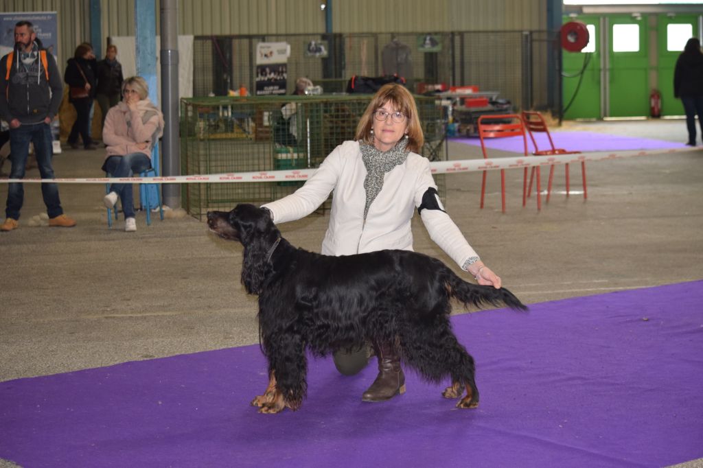CH. Diva de cinq a sept - BOB VETERAN - 1er EXC CV - Qualif CRUFTS 2020