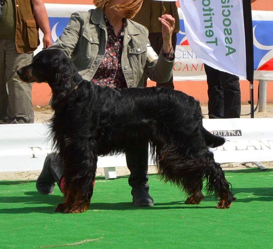 CH. Diva de cinq a sept - 2ème EXC Classe Vétéran