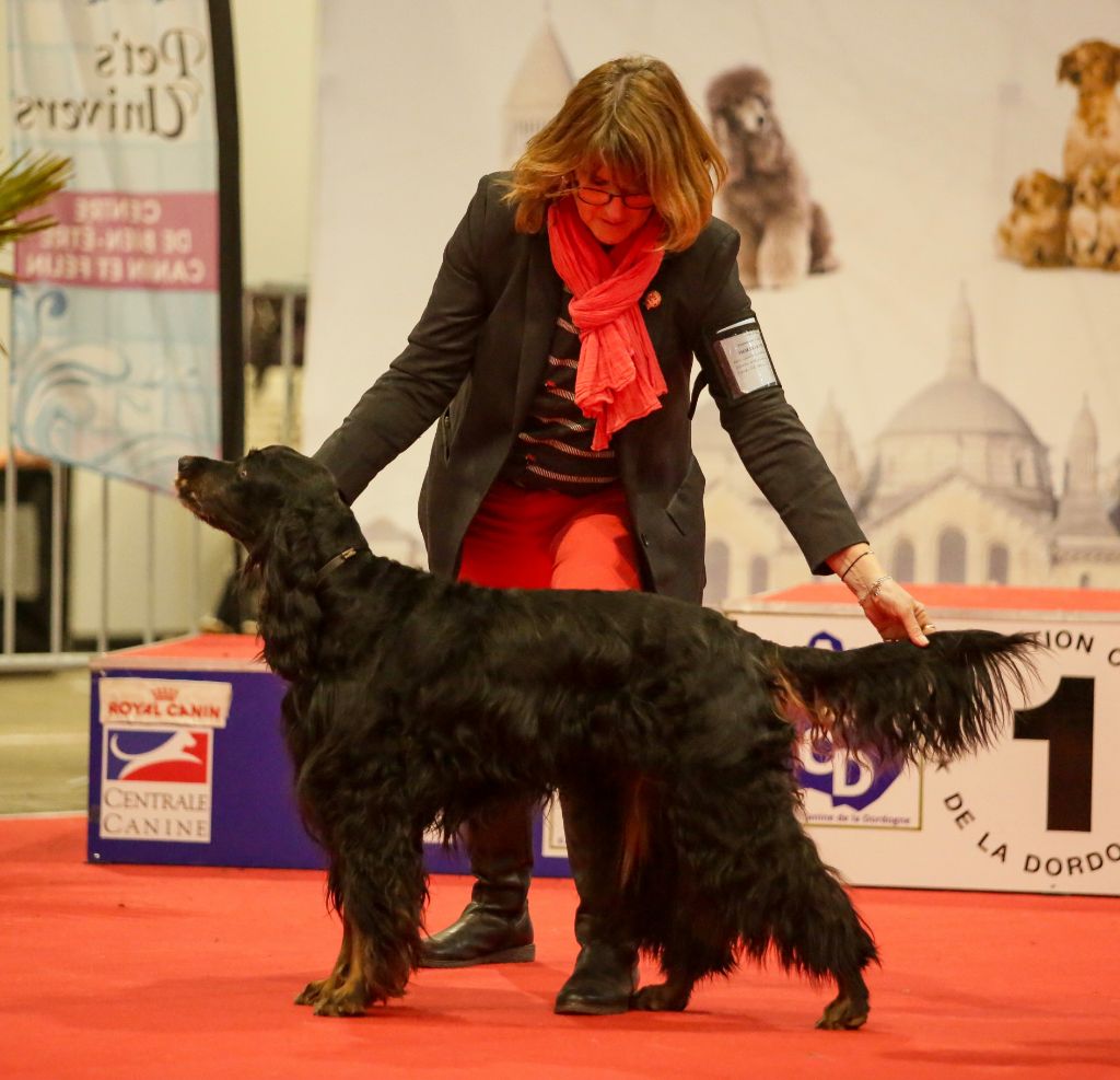 CH. Diva de cinq a sept - BOB VETERAN - 1er EXC CV