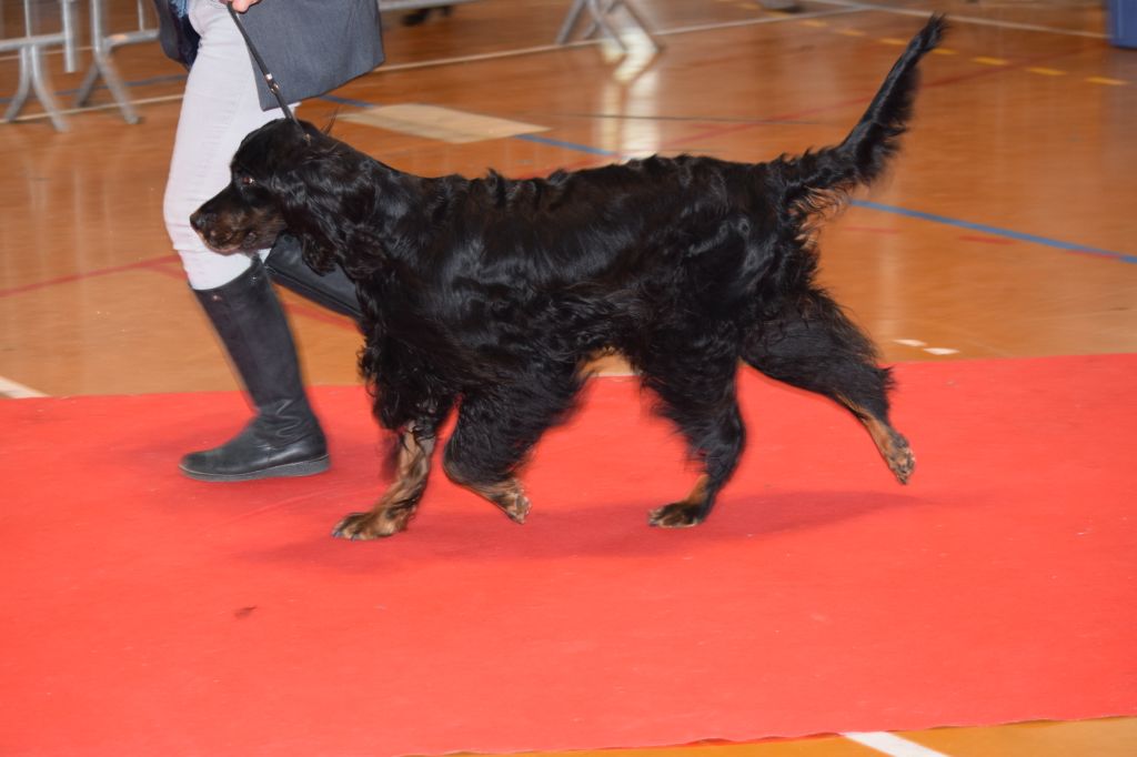 CH. Diva de cinq a sept - 3ème BIS Vétéran - BOG Vétéran-BOB Vétéran