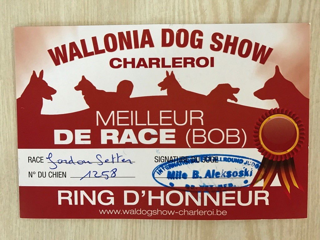 CH. Diva de cinq a sept - 1er EXC CCH - CAC - CACIB - BOB
