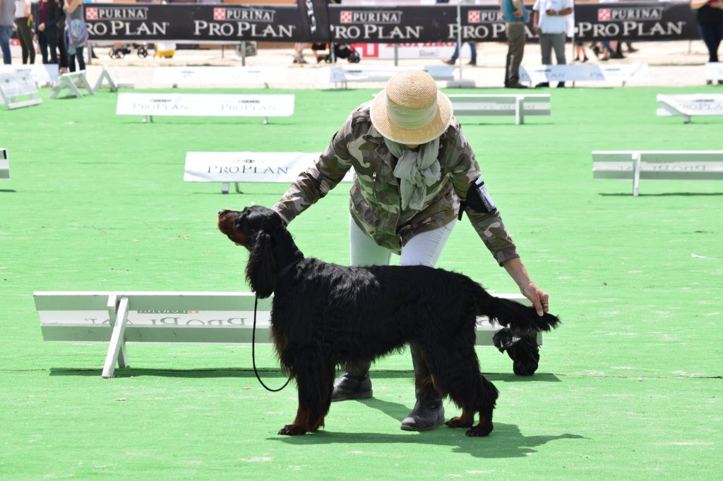 CH. Diva de cinq a sept - 2ème EXC Classe Vétéran