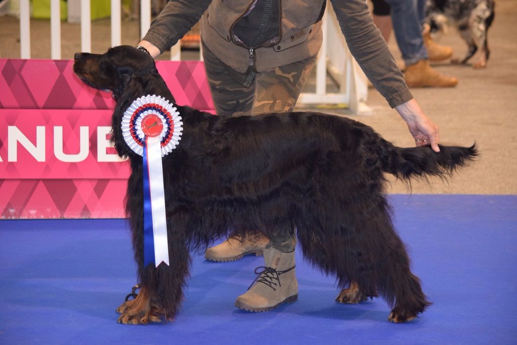 CH. Diva de cinq a sept - 1er EXC CV - Meilleur Vétéran SG - Qualifié CRUFTS 2018