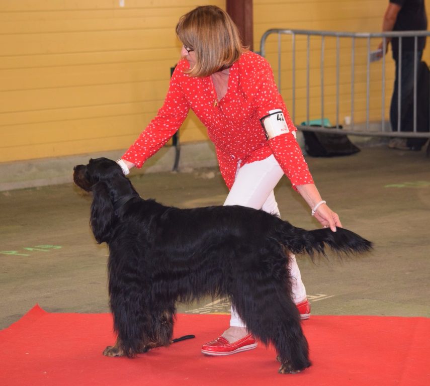 CH. Diva de cinq a sept - 1er EXC - Meilleur Vétéran