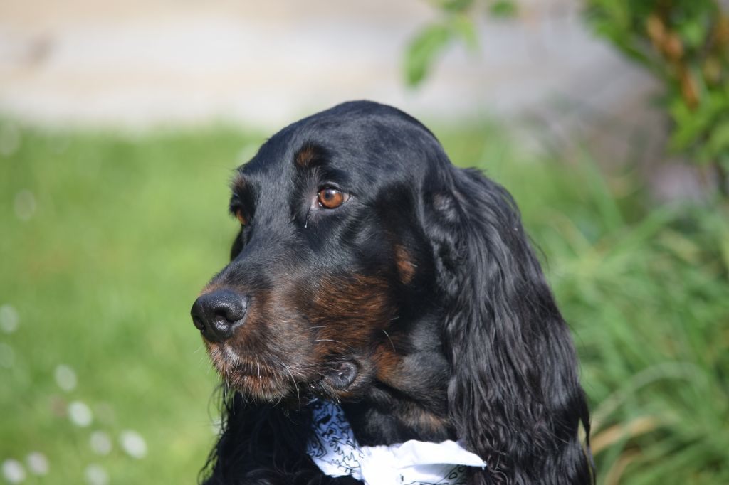 CH. Diva de cinq a sept - 2ème EXC Classe Vétéran