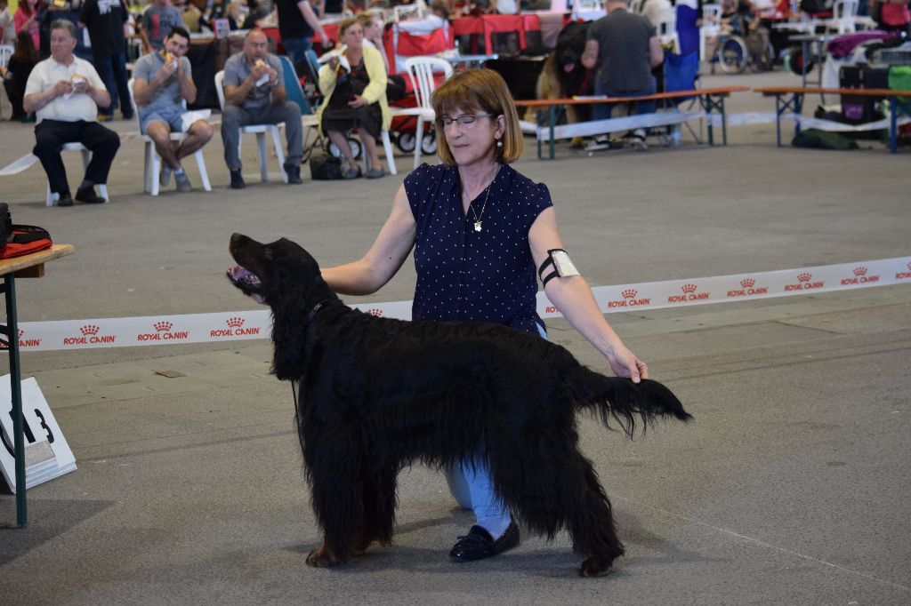 CH. Diva de cinq a sept - BOB VETERAN - 1er EXC CV