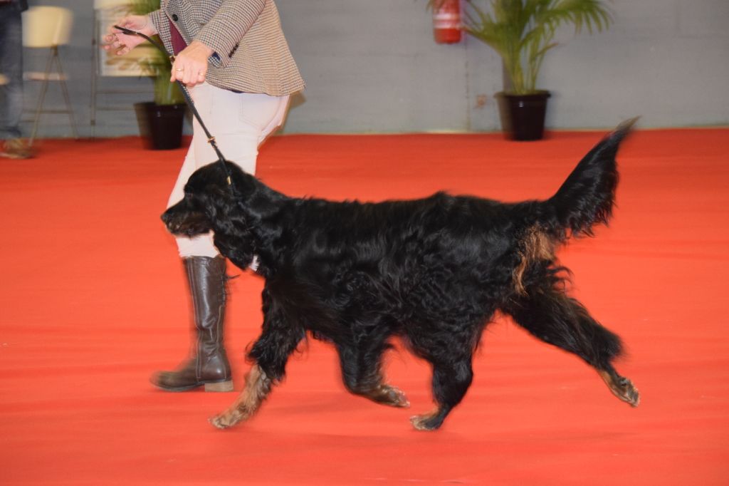 CH. Diva de cinq a sept - BOB VETERAN - 1er EXC CV