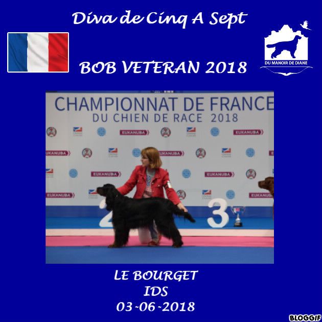 CH. Diva de cinq a sept - BOB VETERAN ChF 2018