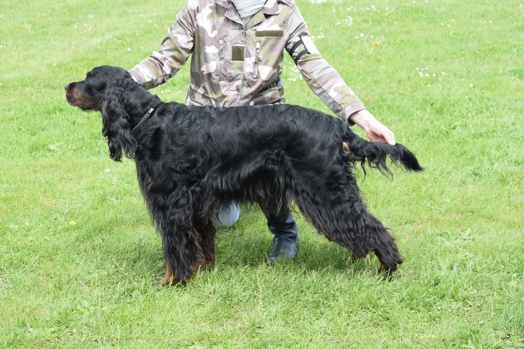 CH. Diva de cinq a sept - BOB VETERAN - 1er EXC CV