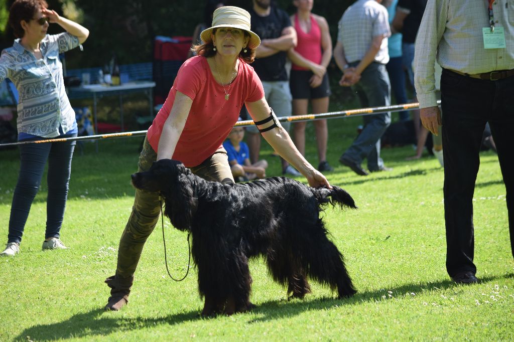 CH. Diva de cinq a sept - BOB VETERAN - 1er EXC