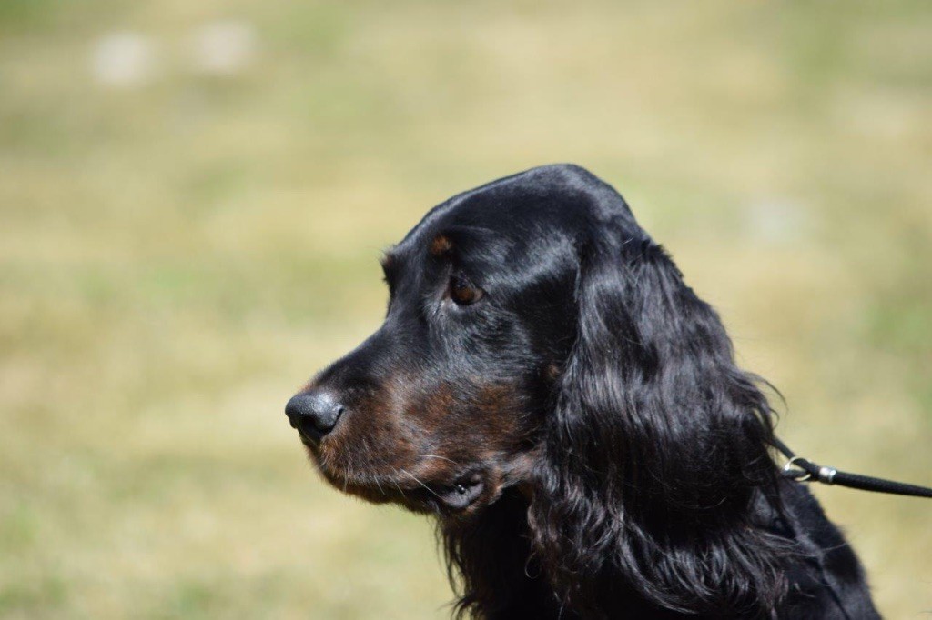 CH. Diva de cinq a sept - 1er EXC CCH - BOS