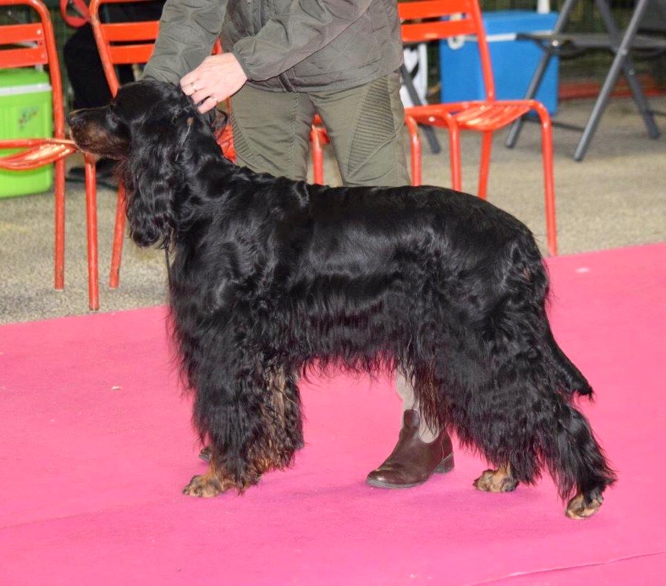 CH. Diva de cinq a sept - BOG7 VETERAN - BOB VETERAN - 1er EXC