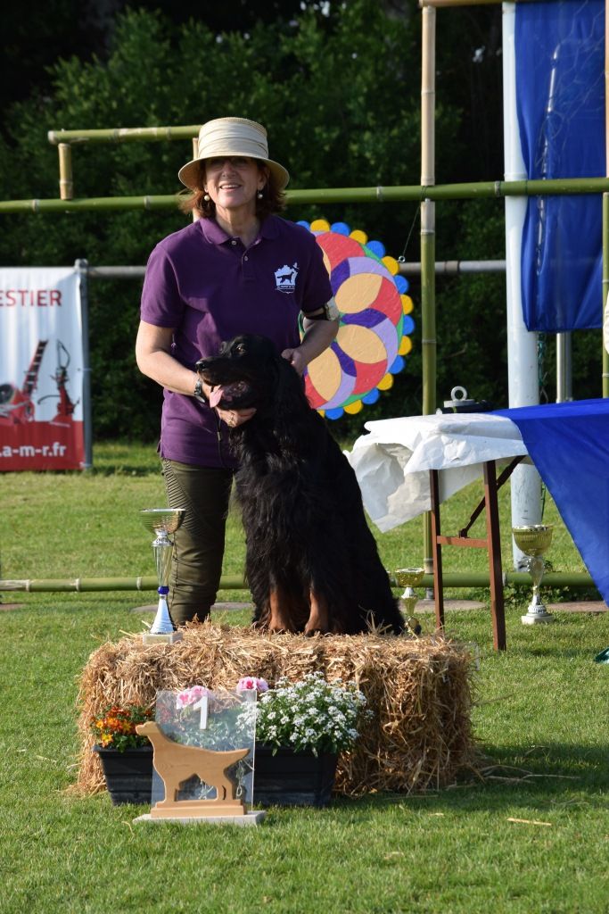 CH. Diva de cinq a sept - BEST VETERAN NE 2018