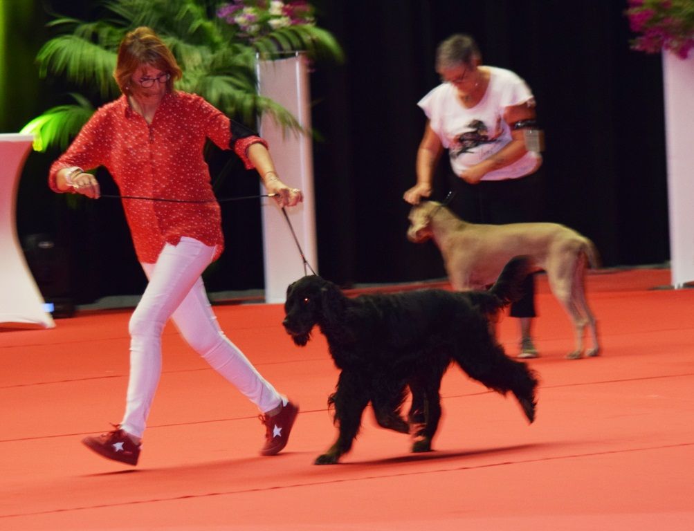 CH. Diva de cinq a sept - BOB VETERAN - 1er EXC CV