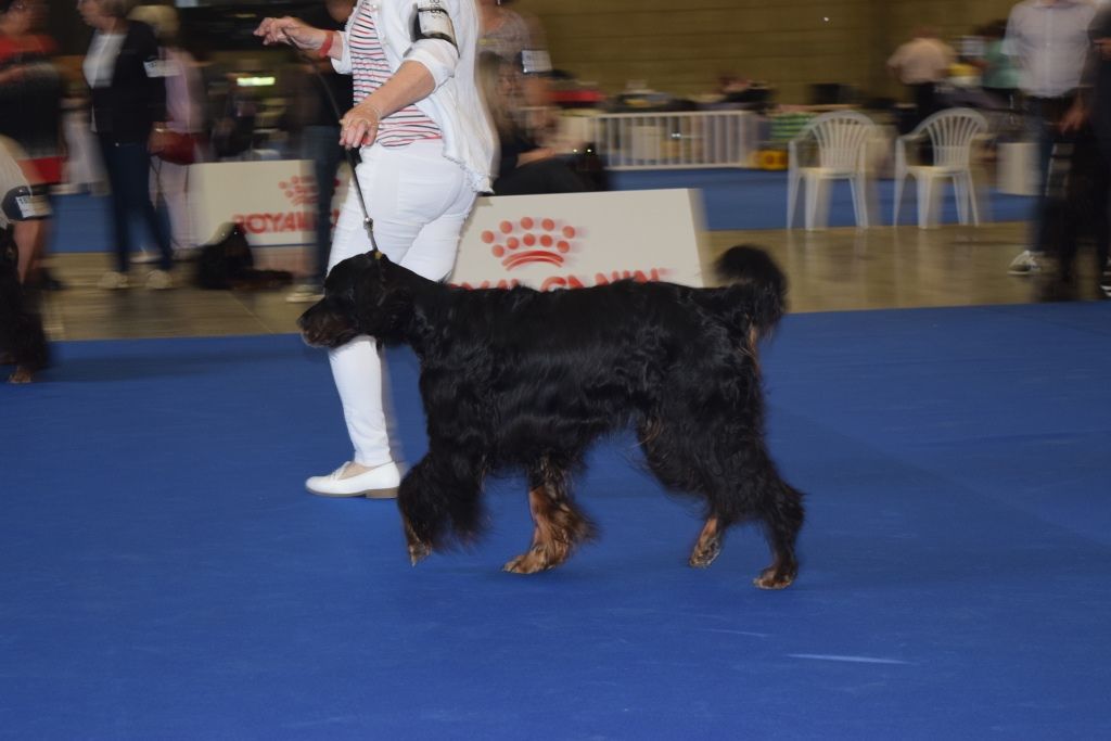 CH. Diva de cinq a sept - 2ème EXC Classe Vétéran