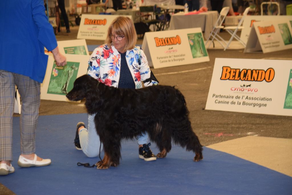 CH. Diva de cinq a sept - BOB VETERAN - 1er EXC CV