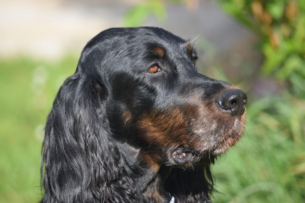 CH. Diva de cinq a sept - 2ème EXC Classe Vétéran