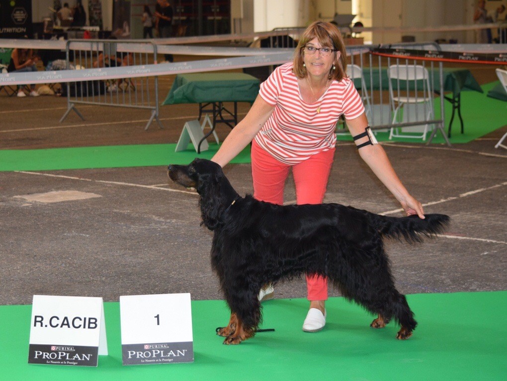 CH. Diva de cinq a sept - 1er EXC CCH - RCACIB