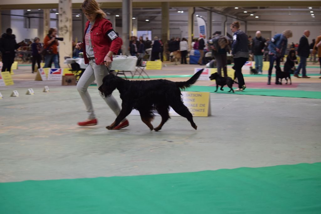 CH. Diva de cinq a sept - BOB VETERAN - 1er EXC CV