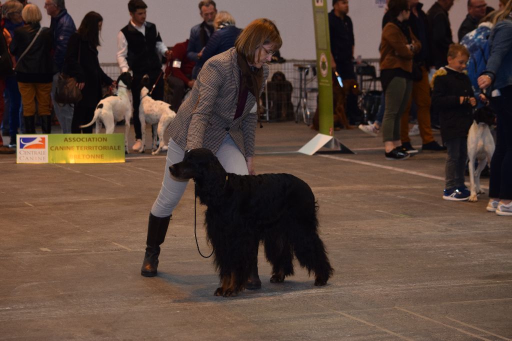 CH. Diva de cinq a sept - BOB VETERAN - 1er EXC CV