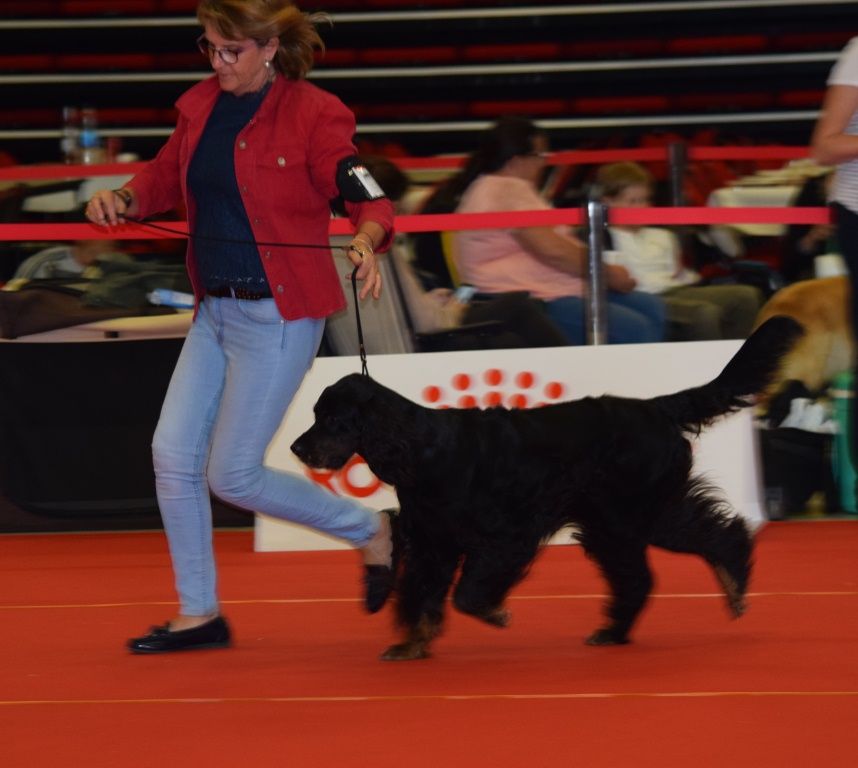 CH. Diva de cinq a sept - BOB VETERAN - 1er EXC CV