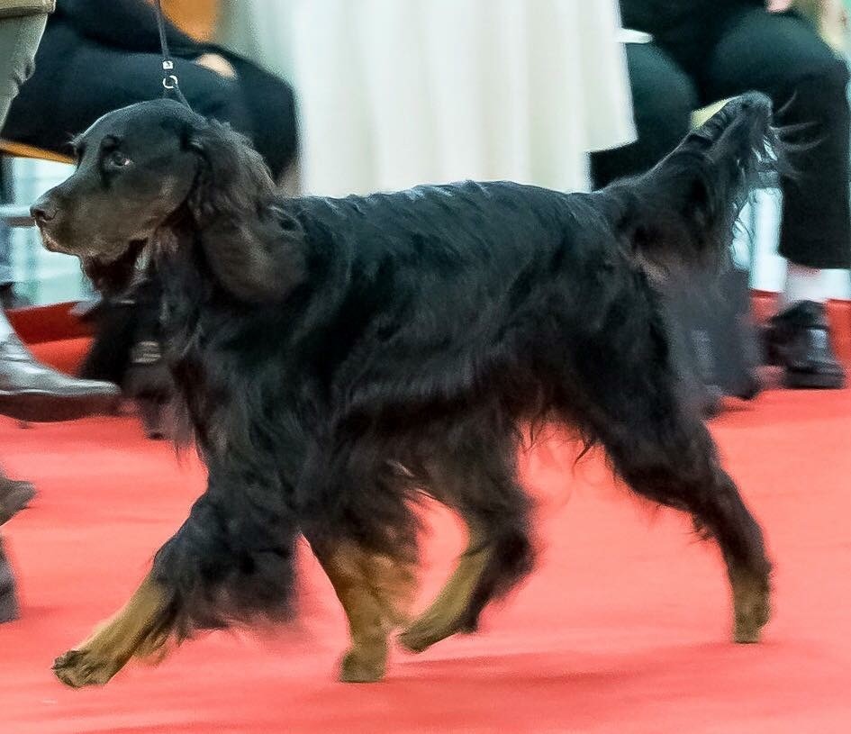 CH. Diva de cinq a sept - Excellent en Classe Champion