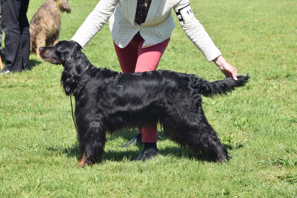 CH. Diva de cinq a sept - 1er EXC - Meilleur Vétéran