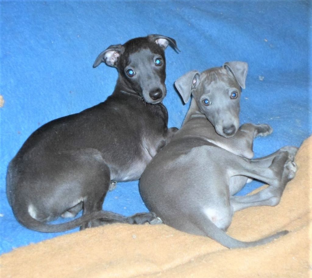 Publication : De La Ribière Des Brumes Auteur : Agnès GOUBE