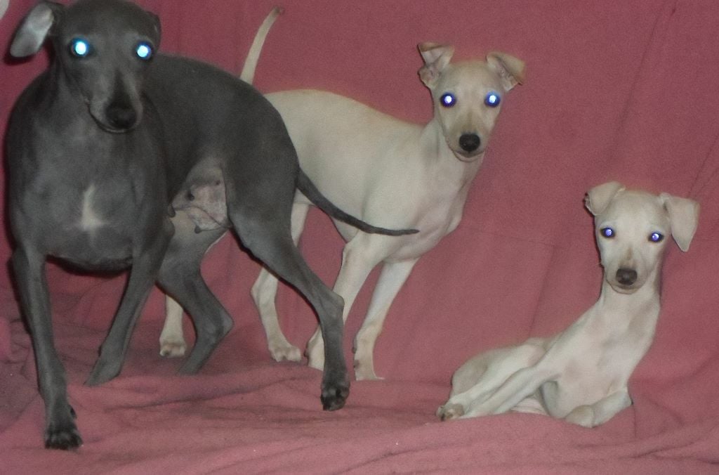 Publication : De La Ribière Des Brumes Auteur : Agnès GOUBE