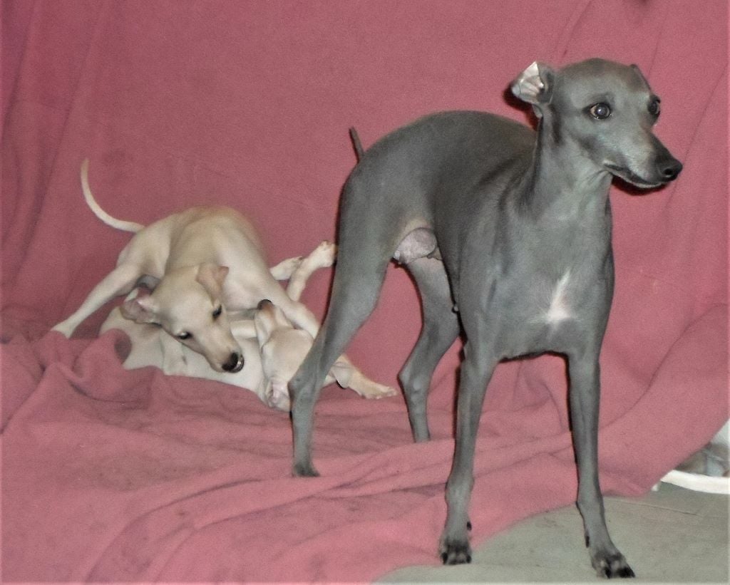 Publication : De La Ribière Des Brumes Auteur : Agnès GOUBE