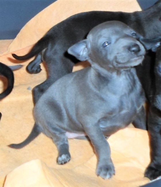 Publication : De La Ribière Des Brumes Auteur : Agnès GOUBE