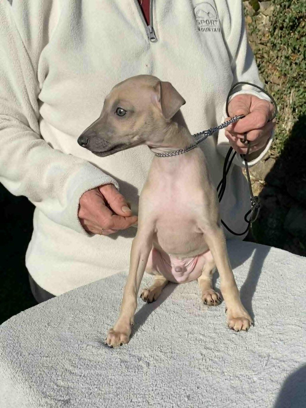 Petit Levrier Italien - De La Ribière Des Brumes