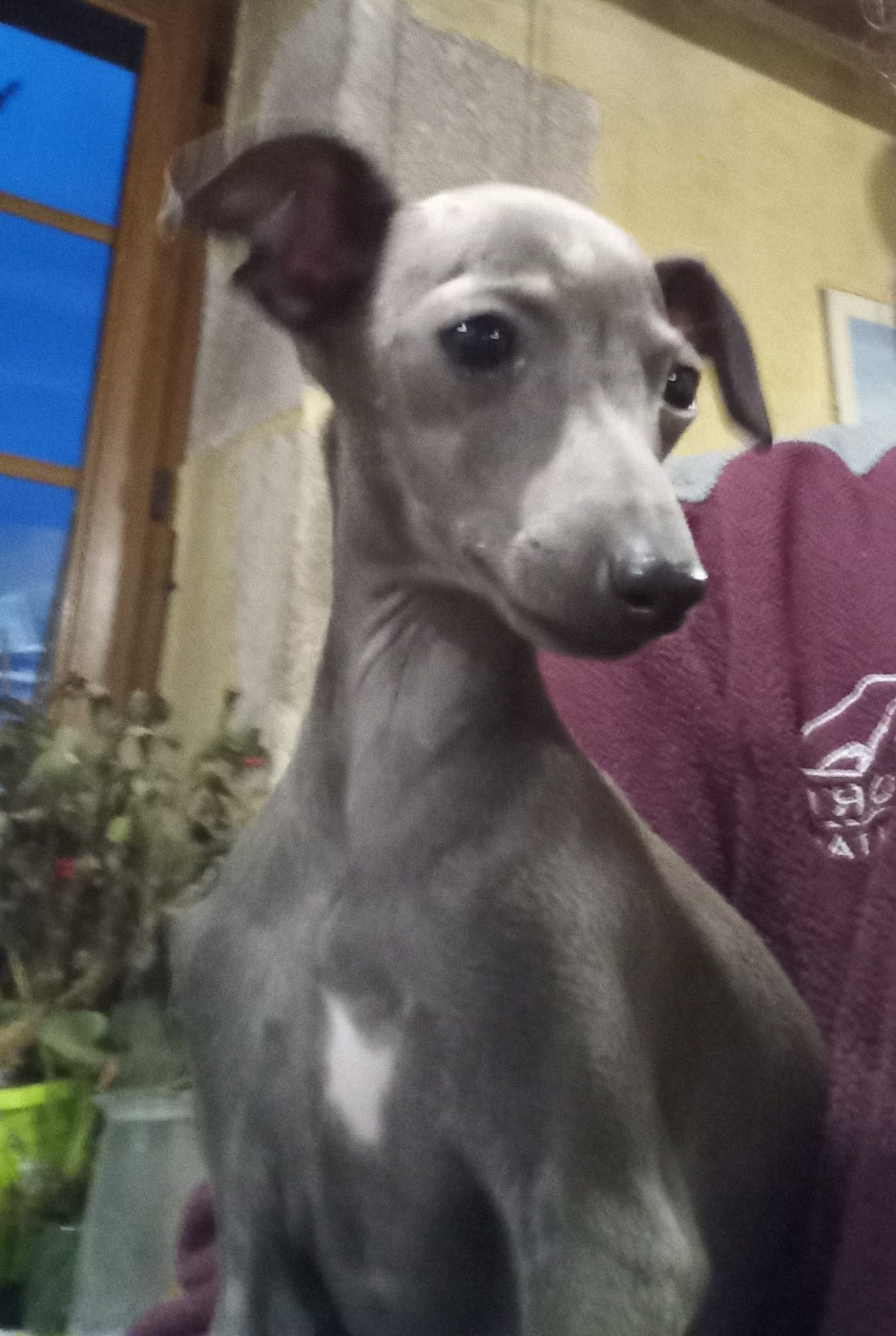 Petit Levrier Italien - De La Ribière Des Brumes