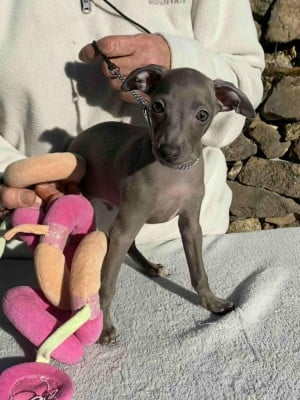 Les chiots de Petit Levrier Italien