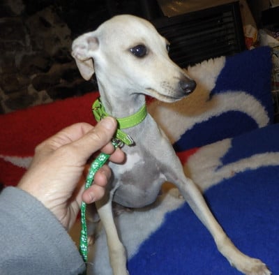 Les chiots de Petit Levrier Italien