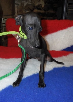 Les chiots de Petit Levrier Italien