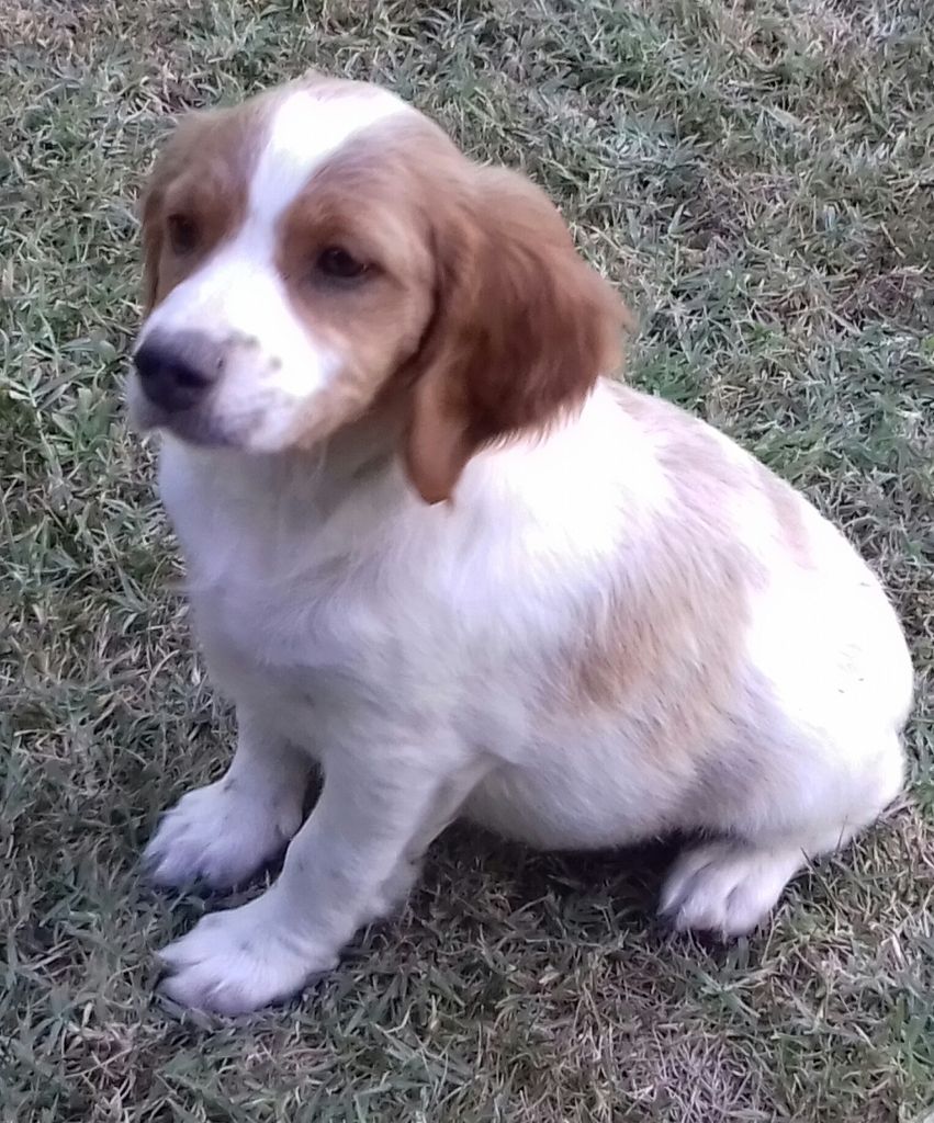 Femelle De Chien De Chasse 4 Lettres